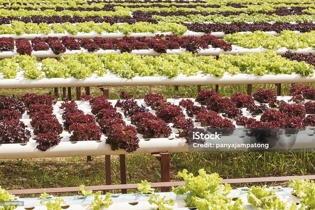 Гидропонные овощи - Стоковые фото Без людей роялти-фри