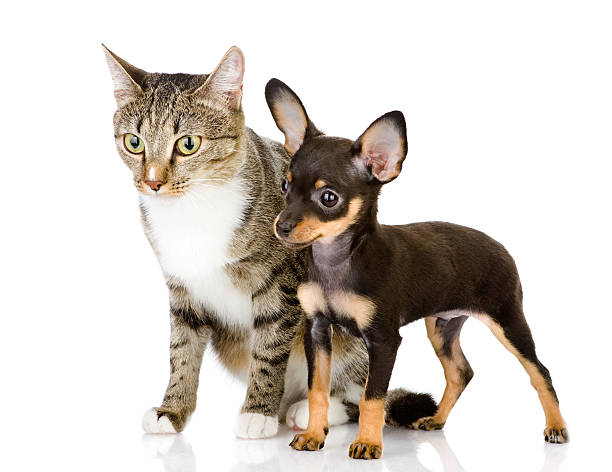 istock dog together with a cat look aside 159148436