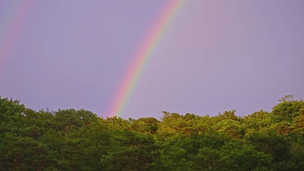 istock Beautiful Colorful Rainbow Arch Visible over Green Forest Trees 1591486322