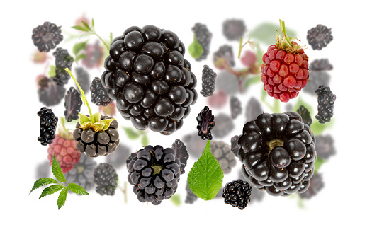 Abstract background made of Blackberry fruit pieces, slices and leaves isolated on white.