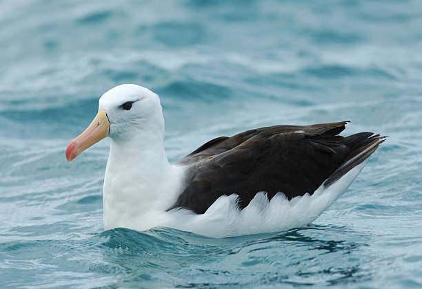Black-browed Albatross (Thalassarche melanophrys) Black-browed Albatross (Thalassarche melanophrys) swimming in the Pacific Ocean off New Zealand albatross photos stock pictures, royalty-free photos & images
