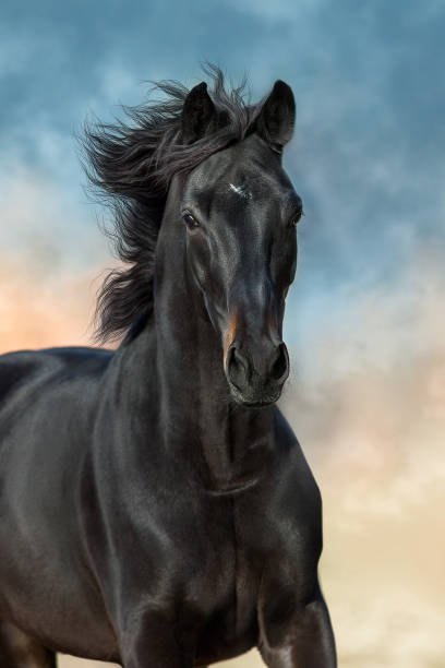 istock Horse run against sky 1591509195