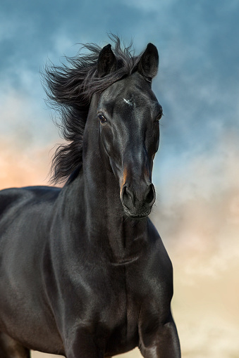 Black horse  close up portrait in motion