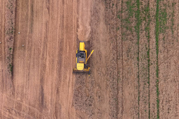istock Harvester machine to harvest wheat field 1591509705