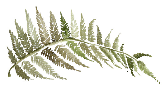 withering fern leaf.horizontal image of fern branch in autumn colors.hand-drawn watercolor illustration isolated on white background.for invitation design, postcards, fabric print