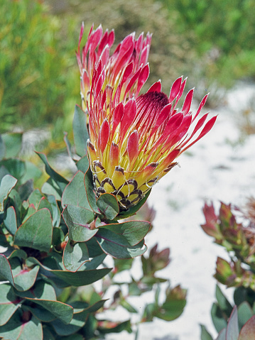 Protea eximia, the broad-leaved sugarbush, is a shrub from South Africa that may become a small tree. It occurs in mountain fynbos on mainly acidic sandy soils; the species was very well known under its old name of Protea latifolia.