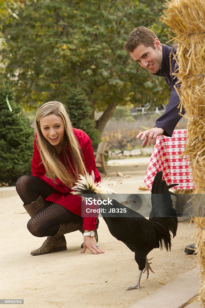 Rooster Chase - Foto de stock de Establo libre de derechos