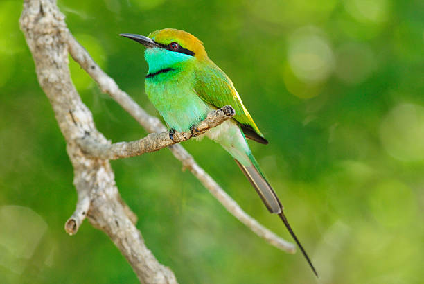 istock Little Green Bee eater (Merops orientalis), Sri Lanka 159153372