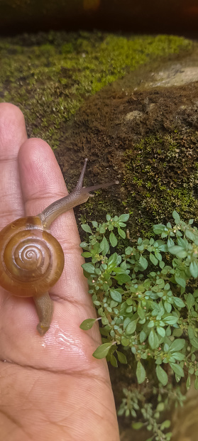 someone holding a small snail on the ground