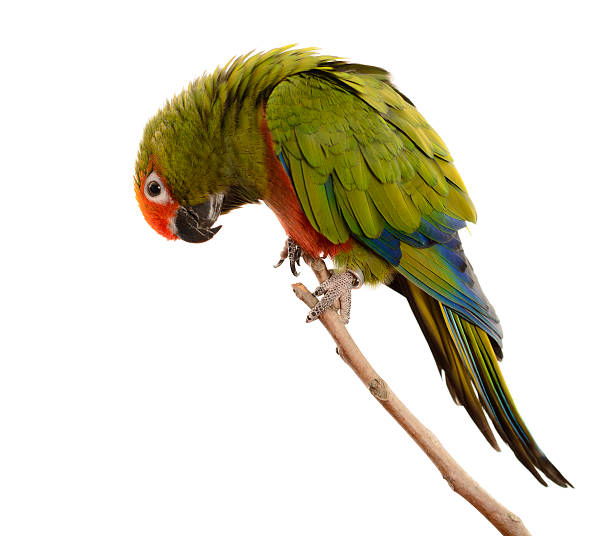 istock Paradise Gold Capped Conure 159154053