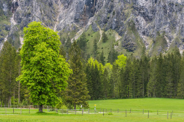 istock high green tree standing on a hiking trail in a valley with high mountains 1591551067