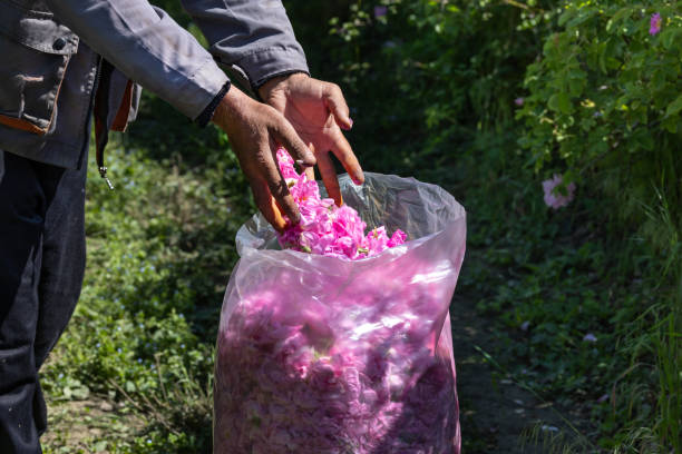 Worker Put Picked Blossoms of Roses into a Sack stock photo