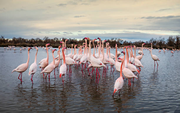 istock flamingos flock in a lake 1591574094