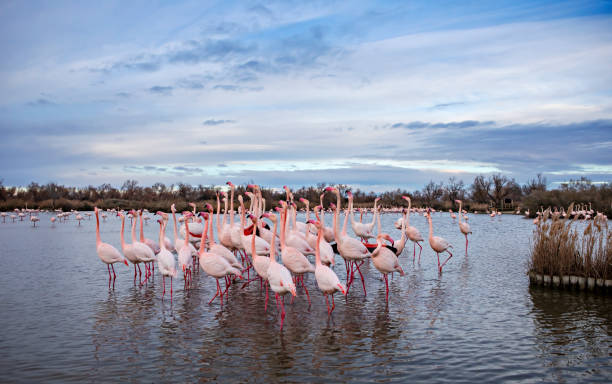 flamingos flock in a lake