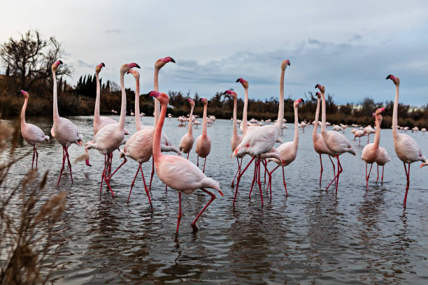 istock flamingos flock on a lake 1591574600
