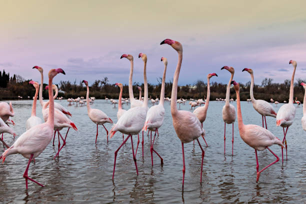istock flamingos flock in a lake 1591574629