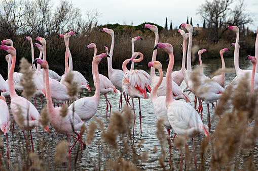flamingos flock on a pond