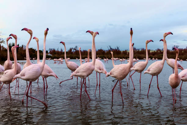 istock flamingos flock in a lake 1591575145