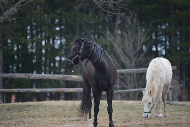 istock Horses in field 1591577354