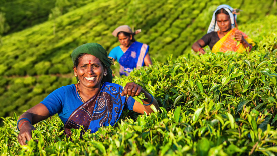 Tamil women plucking tea leaves in Southern India, Kerala. India is one of the largest tea producers in the world, though over 70% of the tea is consumed within India itself.