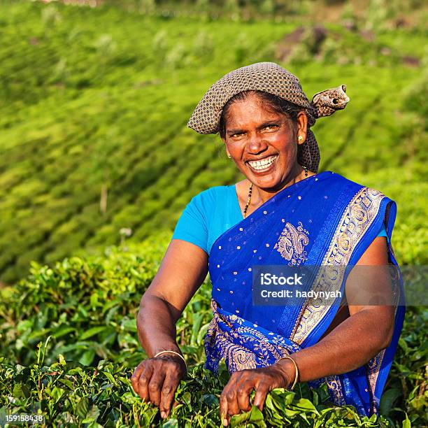 Tamil Pickers Puntear Hojas De Té En Plantation Sur De La India Foto de stock y más banco de imágenes de Adulto