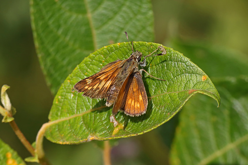 02 july 2023. Distroff, Communauté de communes de l'Arc mosellan, Moselle, Lorraine, Grand est, France. It's summer. In a grassy area dotted with hedgerows, an Essex Skipper landed on the leaf of a shrub. The triangular-shaped butterfly has open wings, but characteristic of its species, reminiscent of airplane wings surmounted by a fin.