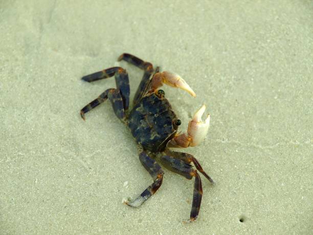 istock little crab walking on the sand 1591607983