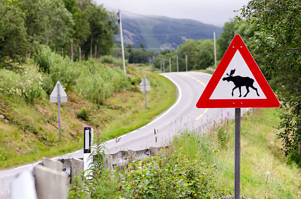 attention elks crossing stock photo