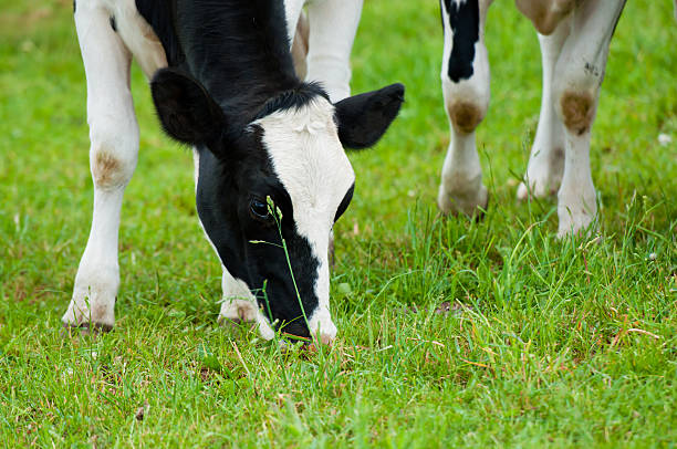 istock herd of cows in the pasture 159161080