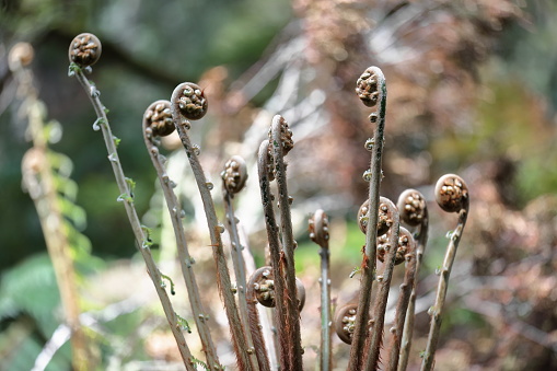 Close-up of crozier-shaped, fiddlehead, curling shoots, young fronds in furled stage of soft tree ferns or man ferns -Dicksonia antarctica- on the rainforest loop walk, Apollo Bay. Victoria-Australia.