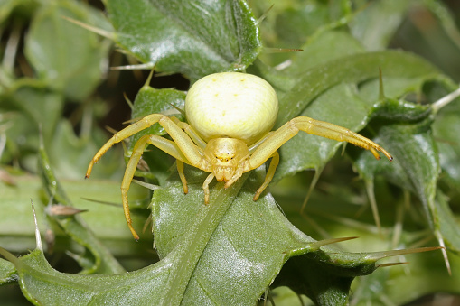 05 july 2023, Haute Yutz, Yutz, Thionville Portes de France, Moselle, Lorraine, Grand est, France. It's summer. In a grassy area, a Goldenrod Crab Spider moves along a thistle leaf. The little yellow spider faces the camera. Its front legs are more developed than its hind legs.