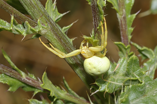 05 july 2023, Haute Yutz, Yutz, Thionville Portes de France, Moselle, Lorraine, Grand est, France. It's summer. In a grassy area, a Goldenrod Crab Spider climbs along a thistle stem. The small spider, pale yellow, blends easily into the vegetation.