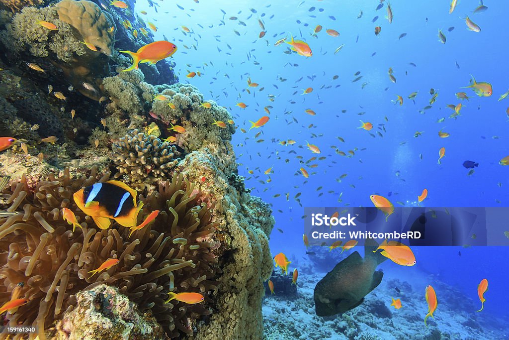 Pesce pagliaccio e di pesci tropicali nuotare in una barriera corallina - Foto stock royalty-free di Acqua
