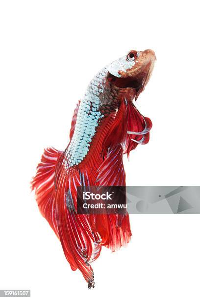 Siamesischer Kampffisch Stockfoto und mehr Bilder von Bunt - Farbton - Bunt - Farbton, Farbton, Fotografie