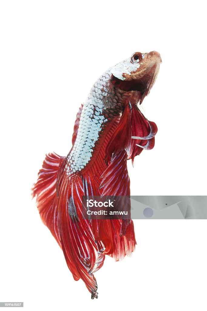 Сиамская боевая рыба - Стоковые фото Бойцовая рыбка роялти-фри