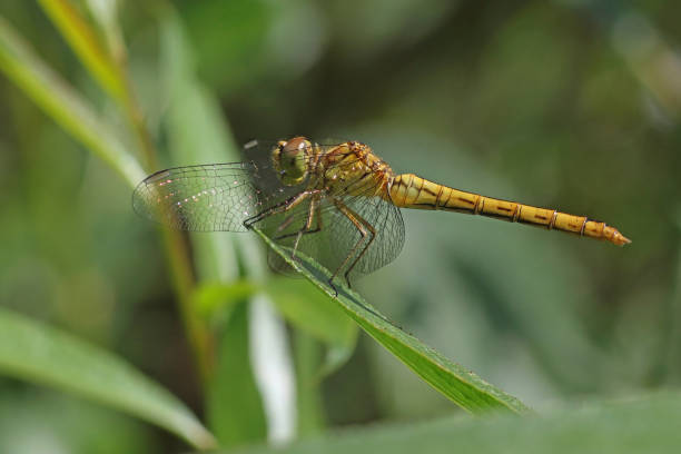 istock Sympetrum vulgaris - Vagrant darter (Sympetrum vulgatum). 1591616976