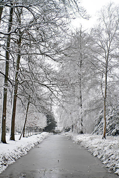istock Snowy forest in winter the Netherlands 159161932