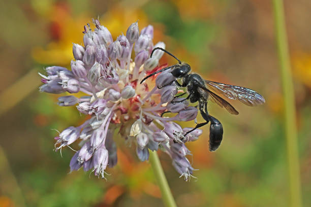 Drown bee or wasp in a wine