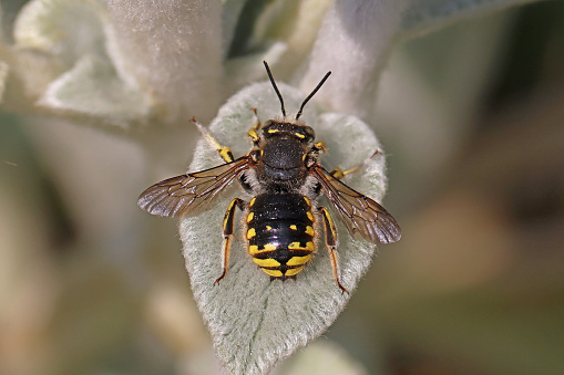 10 july 2023, Basse Yutz, Yutz, Thionville Portes de France, Moselle, Lorraine, Grand est, France. It's summer. In a public park, in a patch of cultivated flowers, a European Wool Carder Bee landed on a leaf. the bird's eye view of the bee shows its distinctive yellow and black abdomen. It collects plant fibers with the bristles of its legs to line its nest. Hence its name. It's a solitary bee.