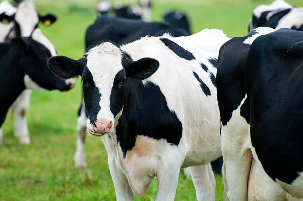 istock herd of cows in the pasture 159162118