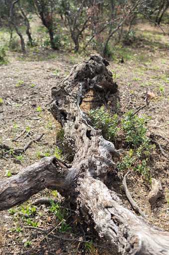 A tree trunk tells the story of a drought-stricken land