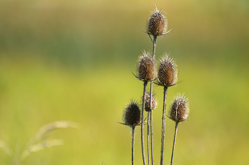 Close-up of brown cutleaf teasel seeds with green blurred background