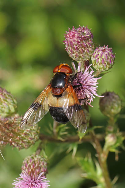 istock White-bellied Volucella pellucens (Volucella pellucens). 1591630939
