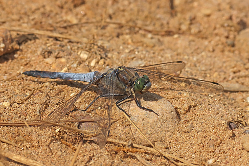 19 july 2023, Basse Yutz, Yutz, Thionville Portes de France, Moselle, Lorraine, Grand est, France. It's summer. In a public park, at the edge of the body of water, a male Black-tailed Skimmer landed on a stone in the sand. It is a large blue-gray dragonfly with greenish eyes. The insect is almost in profile.