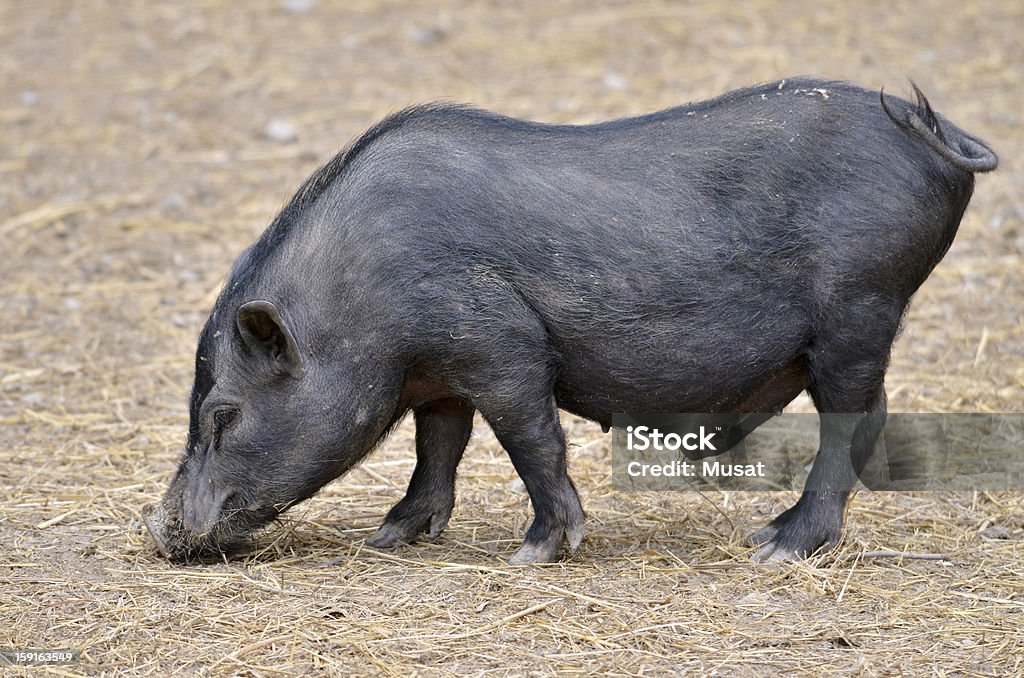 Vietnamita potbellied porco - Foto de stock de Agricultura royalty-free