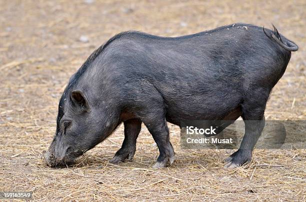 Вьетнамский Potbellied Свинья — стоковые фотографии и другие картинки Sow - Sow, В профиль, Волосы животного