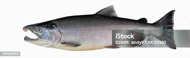 Argento Di Salmone Alaska - Fotografie stock e altre immagini di Salmone argentato - Salmone argentato, Alaska - Stato USA, Animale selvatico