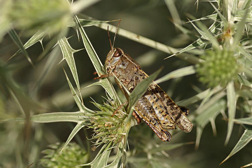 24 july 2023. Basse Yutz, Yutz, Thionville Portes de France, Moselle, Lorraine, Grand Est, France. It's summer. In a public park, in a rather dry area, a Calliptamus italicus hid in a Field Eryngo plant. It is a very fleshy locust, greenish-brown in color dotted with black spots. Its eyes are slightly vertically striped. It is a fairly rare locust in the Moselle department.