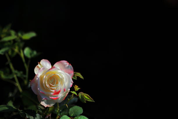 istock colourfull rose in the dark 1591648463