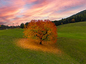 One Autumn tree on field at sunset